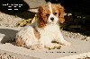  - CHIOT CAVALIER KING CHARLES DISPONIBLE A RESERVER