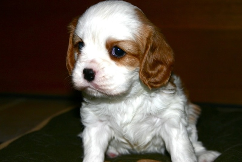 de la Bastide du Jas de Jeromes - Cavalier King Charles Spaniel - Portée née le 07/01/2013