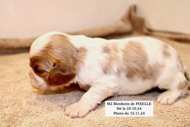 de la Bastide du Jas de Jeromes - Chiot disponible  - Cavalier King Charles Spaniel