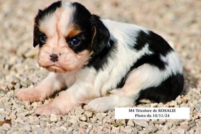 de la Bastide du Jas de Jeromes - Chiot disponible  - Cavalier King Charles Spaniel