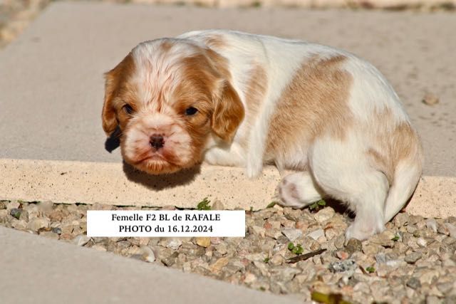 de la Bastide du Jas de Jeromes - Chiot disponible  - Cavalier King Charles Spaniel