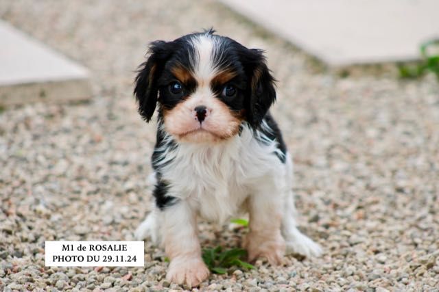 de la Bastide du Jas de Jeromes - Chiot disponible  - Cavalier King Charles Spaniel