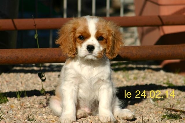 de la Bastide du Jas de Jeromes - Cavalier King Charles Spaniel - Portée née le 08/12/2013