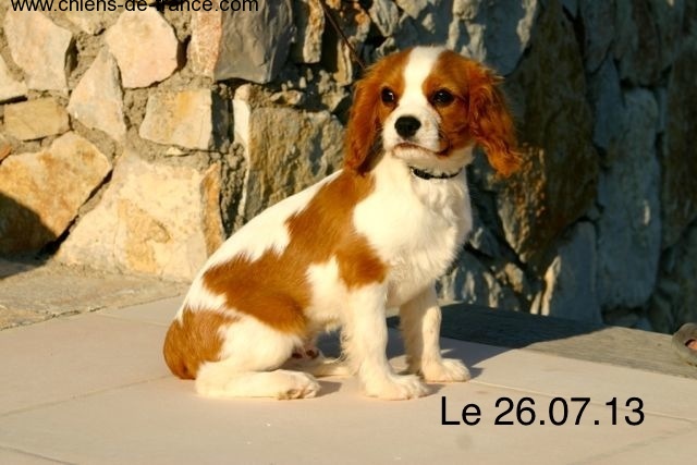 de la Bastide du Jas de Jeromes - Cavalier King Charles Spaniel - Portée née le 31/03/2013