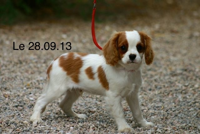 de la Bastide du Jas de Jeromes - Cavalier King Charles Spaniel - Portée née le 30/06/2013