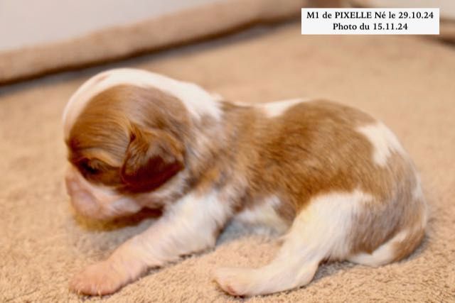 de la Bastide du Jas de Jeromes - Chiot disponible  - Cavalier King Charles Spaniel