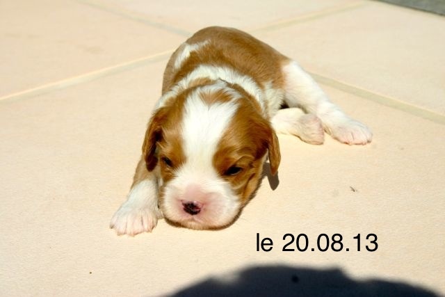 de la Bastide du Jas de Jeromes - Cavalier King Charles Spaniel - Portée née le 05/08/2013