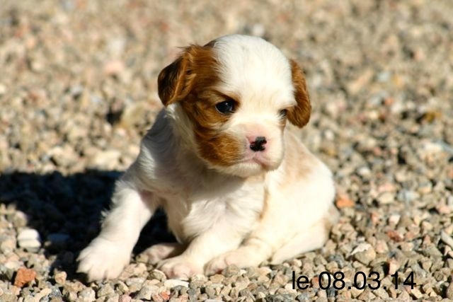 de la Bastide du Jas de Jeromes - Cavalier King Charles Spaniel - Portée née le 07/02/2014