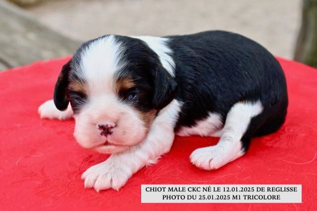 de la Bastide du Jas de Jeromes - Chiot disponible  - Cavalier King Charles Spaniel