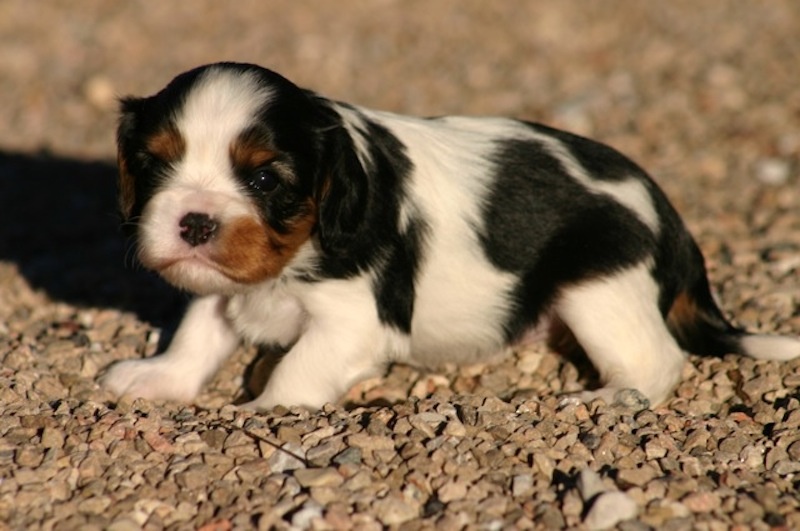 de la Bastide du Jas de Jeromes - Cavalier King Charles Spaniel - Portée née le 21/11/2012