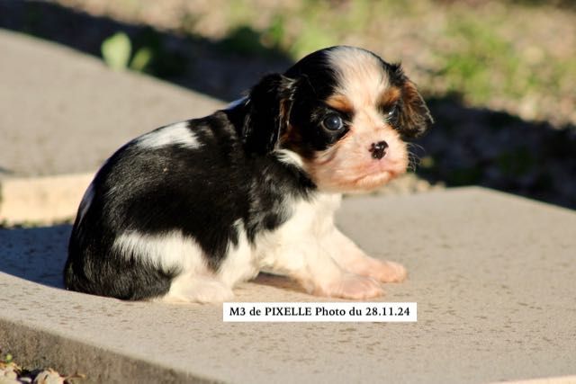 de la Bastide du Jas de Jeromes - Chiot disponible  - Cavalier King Charles Spaniel