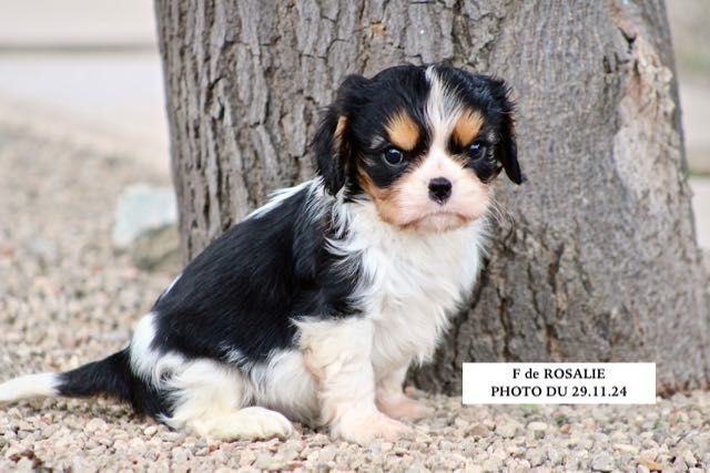 de la Bastide du Jas de Jeromes - Chiot disponible  - Cavalier King Charles Spaniel