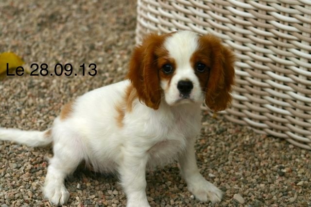 de la Bastide du Jas de Jeromes - Cavalier King Charles Spaniel - Portée née le 13/07/2013