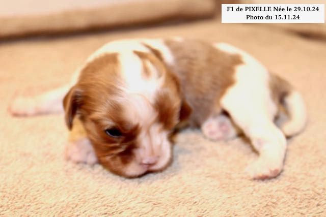 de la Bastide du Jas de Jeromes - Chiot disponible  - Cavalier King Charles Spaniel