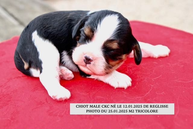 de la Bastide du Jas de Jeromes - Chiot disponible  - Cavalier King Charles Spaniel