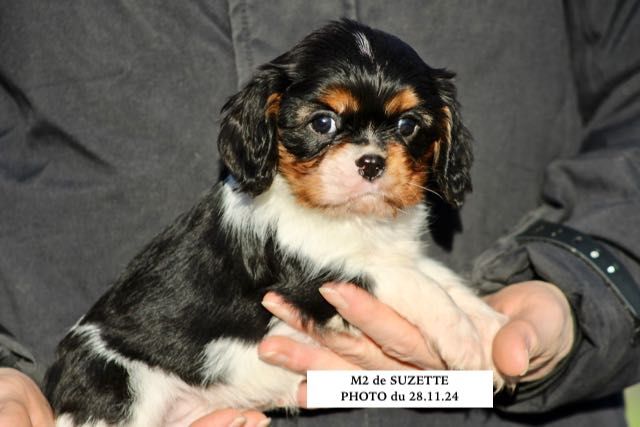 de la Bastide du Jas de Jeromes - Chiot disponible  - Cavalier King Charles Spaniel