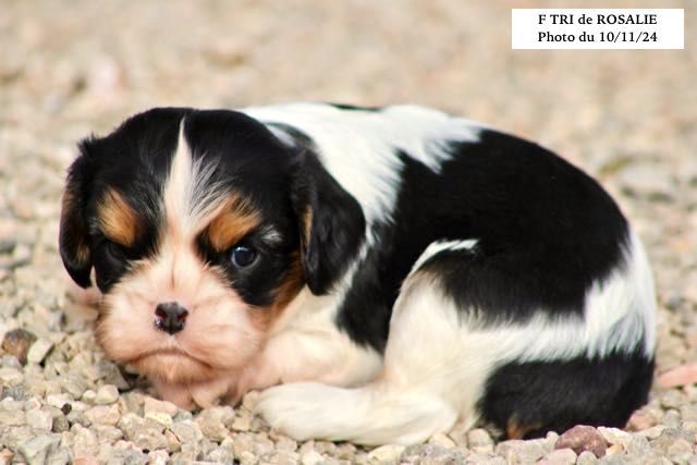 de la Bastide du Jas de Jeromes - Chiot disponible  - Cavalier King Charles Spaniel