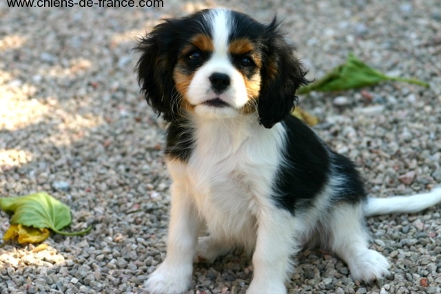 de la Bastide du Jas de Jeromes - Cavalier King Charles Spaniel - Portée née le 06/05/2013