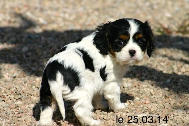 de la Bastide du Jas de Jeromes - Cavalier King Charles Spaniel - Portée née le 15/02/2014