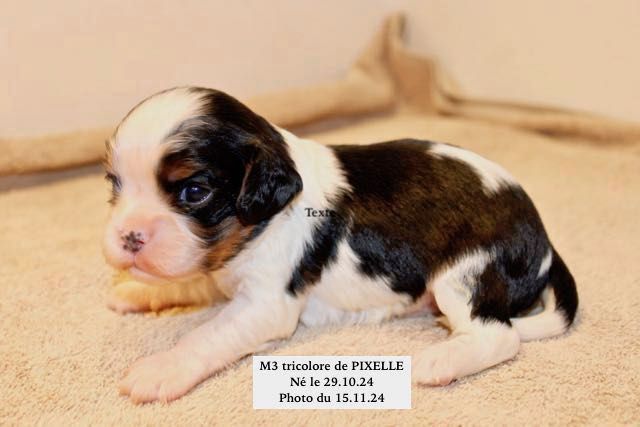 de la Bastide du Jas de Jeromes - Chiot disponible  - Cavalier King Charles Spaniel