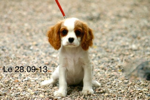 de la Bastide du Jas de Jeromes - Cavalier King Charles Spaniel - Portée née le 16/07/2013