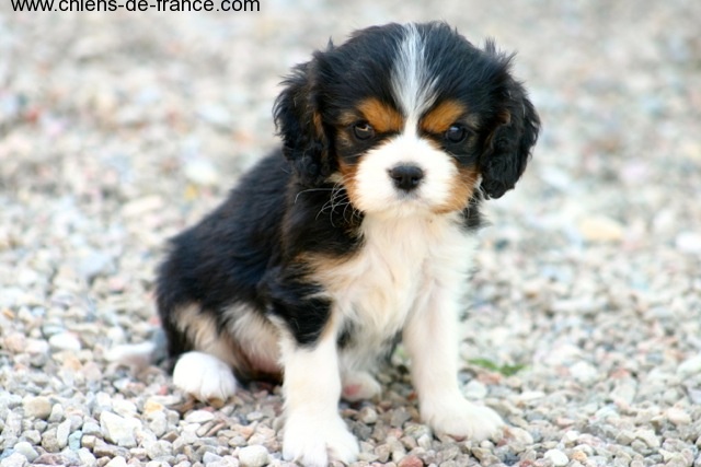 de la Bastide du Jas de Jeromes - Cavalier King Charles Spaniel - Portée née le 28/05/2013