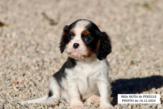 de la Bastide du Jas de Jeromes - Chiot disponible  - Cavalier King Charles Spaniel