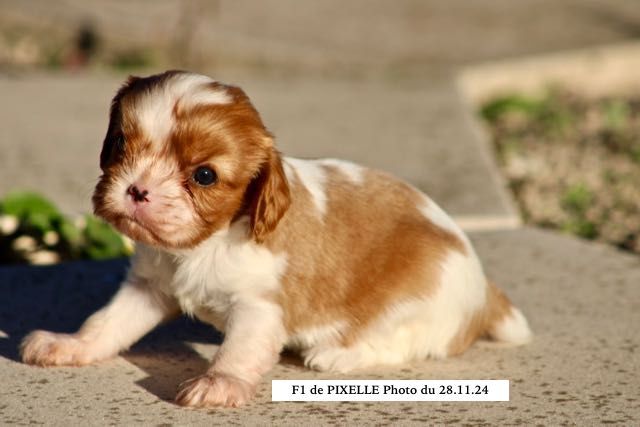 de la Bastide du Jas de Jeromes - Chiot disponible  - Cavalier King Charles Spaniel