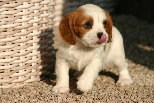 de la Bastide du Jas de Jeromes - Cavalier King Charles Spaniel - Portée née le 24/12/2012