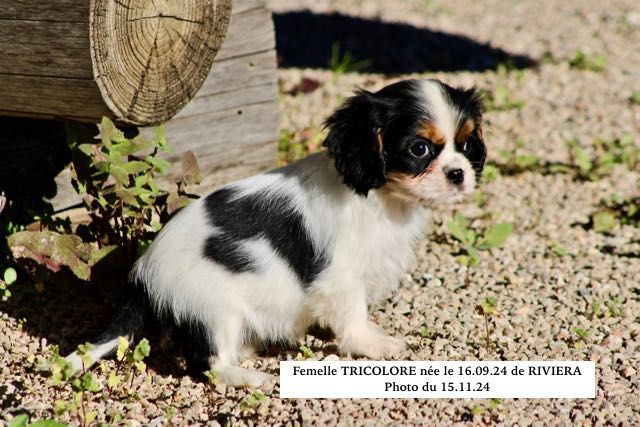 de la Bastide du Jas de Jeromes - Chiot disponible  - Cavalier King Charles Spaniel