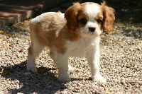 CHIOT M1 de Gypsie