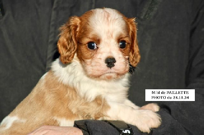 de la Bastide du Jas de Jeromes - Cavalier King Charles Spaniel - Portée née le 22/10/2024