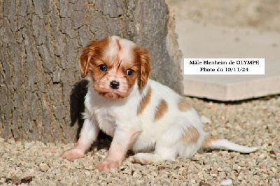 de la Bastide du Jas de Jeromes - Cavalier King Charles Spaniel - Portée née le 07/10/2024