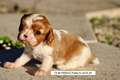 de la Bastide du Jas de Jeromes - Cavalier King Charles Spaniel - Portée née le 29/10/2024