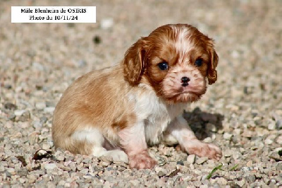 de la Bastide du Jas de Jeromes - Cavalier King Charles Spaniel - Portée née le 07/10/2024