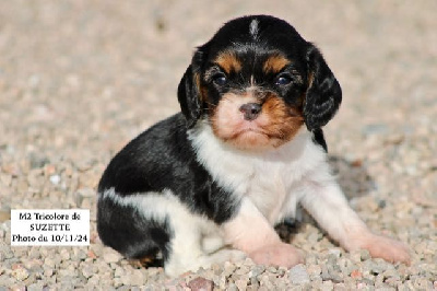 de la Bastide du Jas de Jeromes - Cavalier King Charles Spaniel - Portée née le 13/10/2024