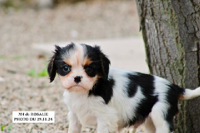 de la Bastide du Jas de Jeromes - Cavalier King Charles Spaniel - Portée née le 13/10/2024