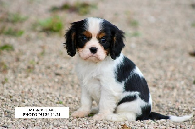 de la Bastide du Jas de Jeromes - Cavalier King Charles Spaniel - Portée née le 08/10/2024