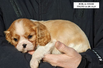 de la Bastide du Jas de Jeromes - Cavalier King Charles Spaniel - Portée née le 07/10/2024