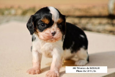 de la Bastide du Jas de Jeromes - Cavalier King Charles Spaniel - Portée née le 13/10/2024