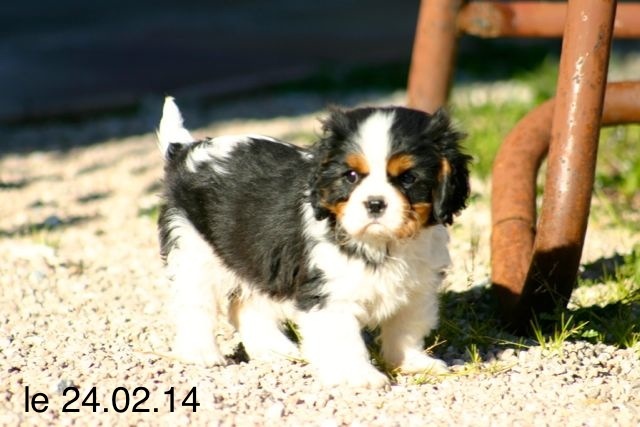 de la Bastide du Jas de Jeromes - Cavalier King Charles Spaniel - Portée née le 28/12/2013