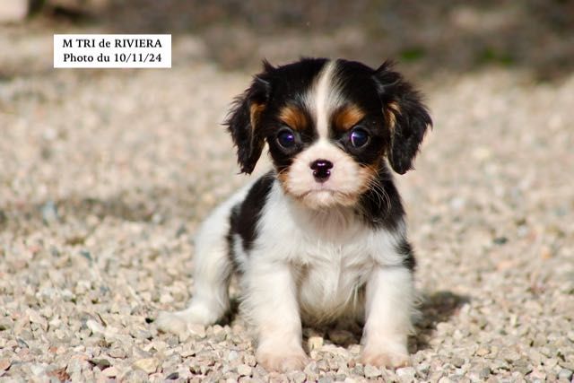 de la Bastide du Jas de Jeromes - Chiot disponible  - Cavalier King Charles Spaniel