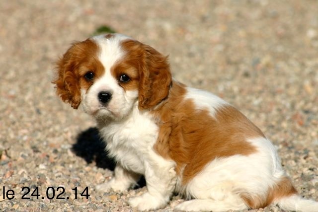 de la Bastide du Jas de Jeromes - Cavalier King Charles Spaniel - Portée née le 07/01/2014