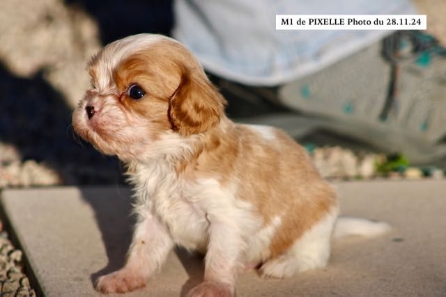 de la Bastide du Jas de Jeromes - Chiot disponible  - Cavalier King Charles Spaniel