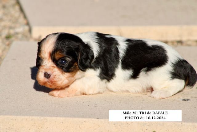 de la Bastide du Jas de Jeromes - Chiot disponible  - Cavalier King Charles Spaniel