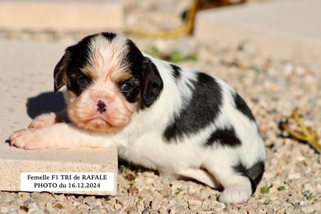 de la Bastide du Jas de Jeromes - Chiot disponible  - Cavalier King Charles Spaniel