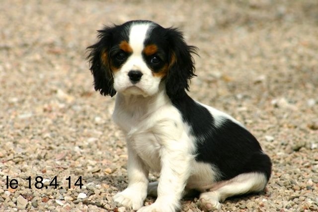 de la Bastide du Jas de Jeromes - Cavalier King Charles Spaniel - Portée née le 05/02/2014