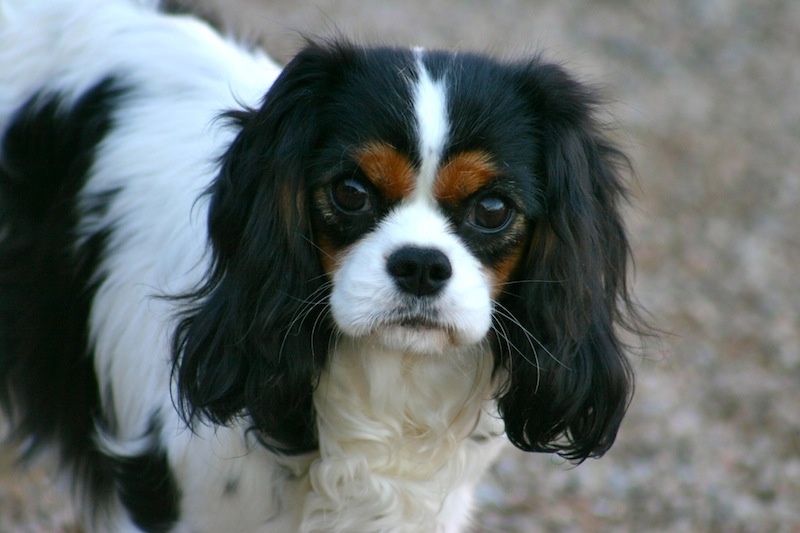 de la Bastide du Jas de Jeromes - Cavalier King Charles Spaniel - Portée née le 28/12/2012