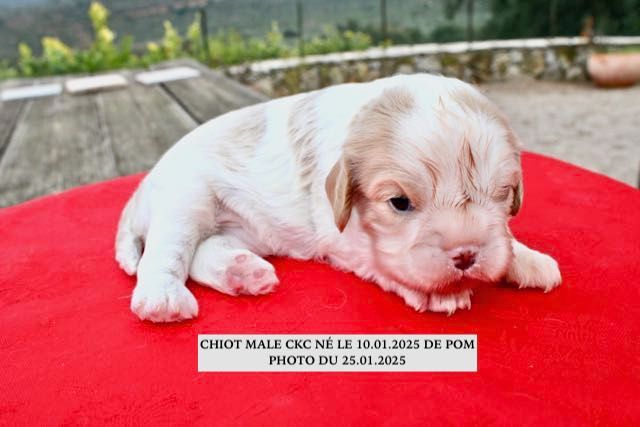 de la Bastide du Jas de Jeromes - Chiot disponible  - Cavalier King Charles Spaniel