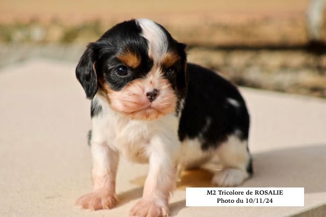 de la Bastide du Jas de Jeromes - Chiot disponible  - Cavalier King Charles Spaniel